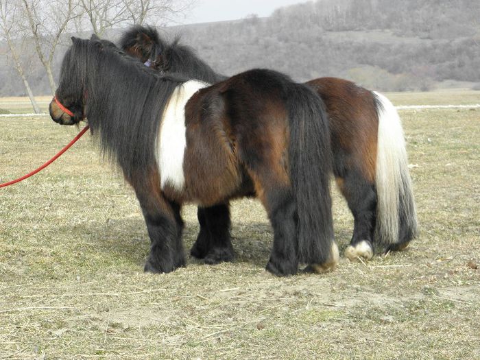 P3077294 - VANZARI PONEI 3