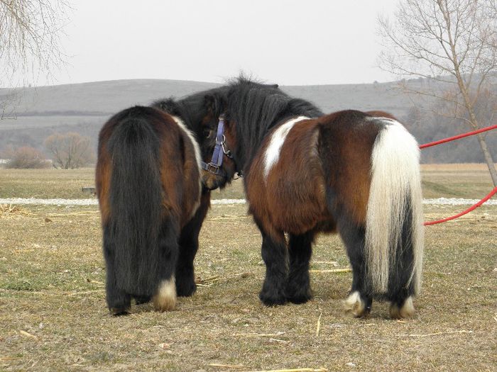 P3077276 - VANZARI PONEI 3