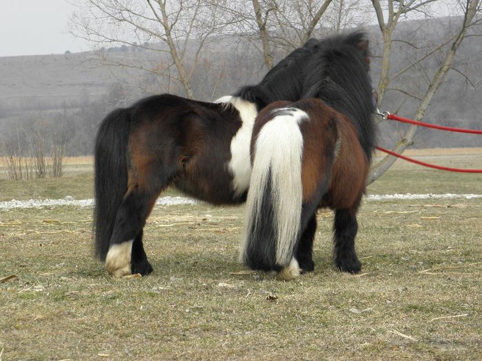 P3077285 - VANZARI PONEI 3