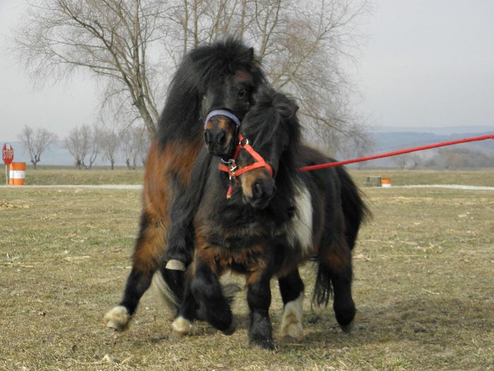 P3077289 - VANZARI PONEI 3