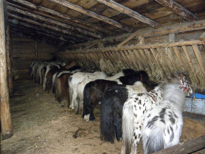 P3077478 - VANZARI PONEI 3