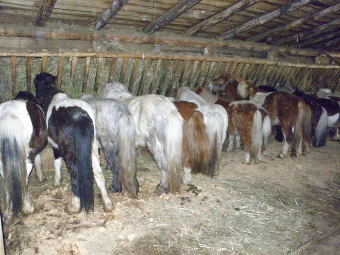 P3077474 - VANZARI PONEI 3