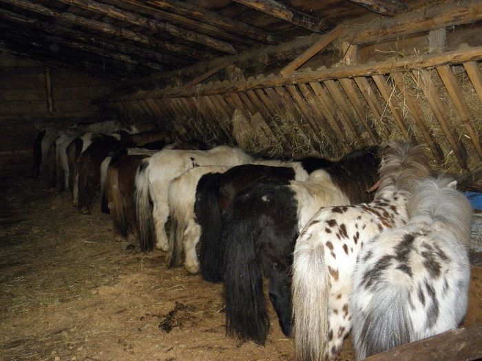 P3077480 - VANZARI PONEI 3