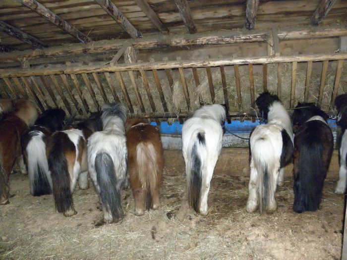 P3077483 - VANZARI PONEI 3