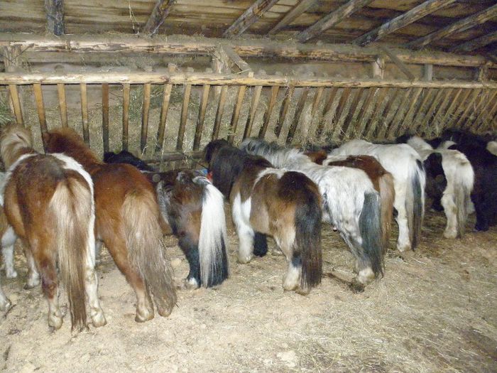 P3077484 - VANZARI PONEI 3