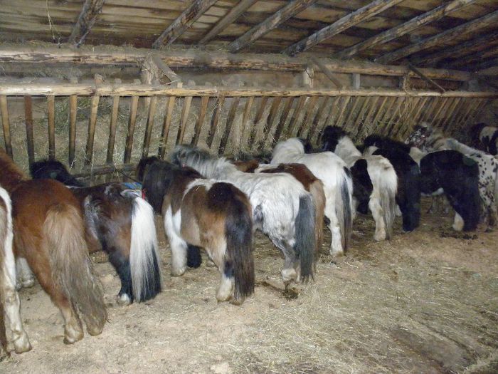 P3077485 - VANZARI PONEI 3