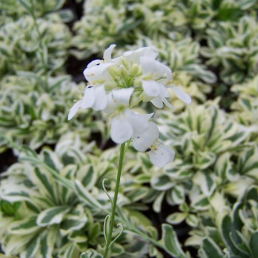 arabis-ferdinandi-coburgii-variegata - aa__achizitii 2013 plant-shop