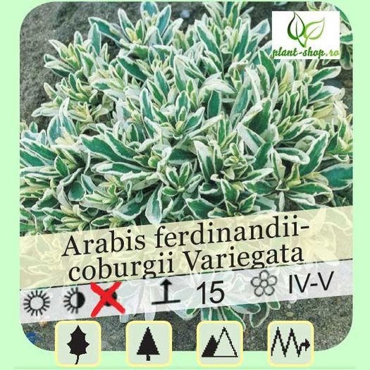 arabis-ferdinandi-coburgii-variegata (2) - aa__achizitii 2013 plant-shop