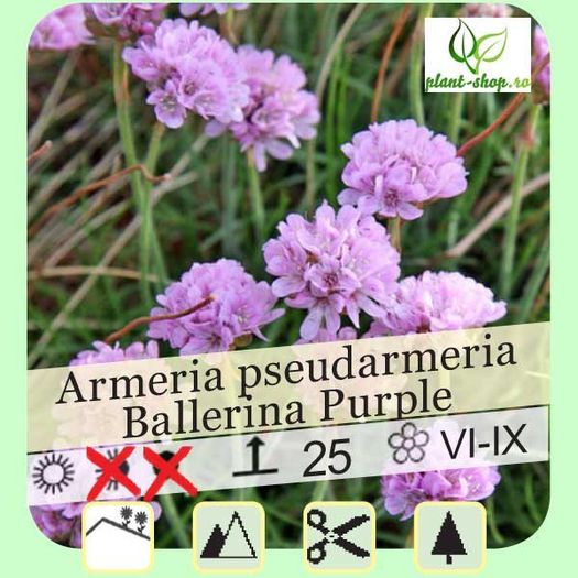 armeria-pseudarmeria-ballerina-purple (4) - aa__achizitii 2013 plant-shop