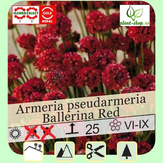 armeria-pseudarmeria-ballerina-red - aa__achizitii 2013 plant-shop
