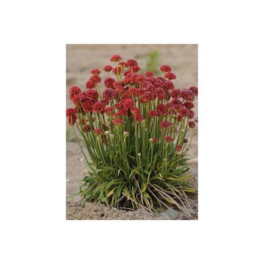 armeria-pseudarmeria-ballerina-red (1) - aa__achizitii 2013 plant-shop