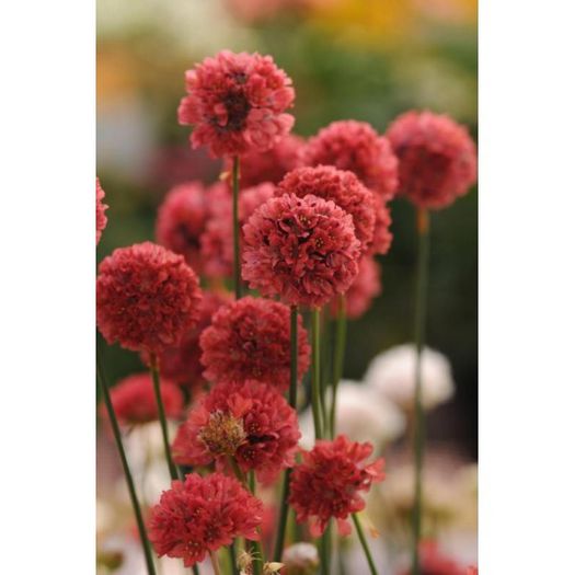 armeria-pseudarmeria-ballerina-red (2) - aa__achizitii 2013 plant-shop