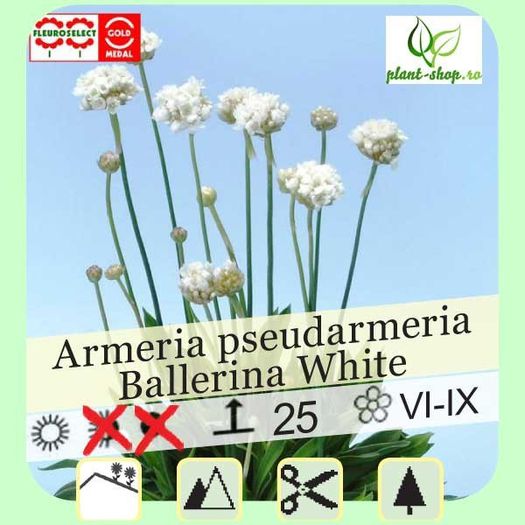 armeria-pseudarmeria-ballerina-red (3) - aa__achizitii 2013 plant-shop