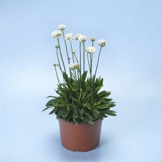 armeria-pseudarmeria-ballerina-white (4)