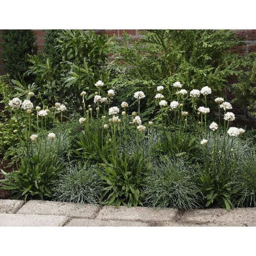 armeria-pseudarmeria-ballerina-white(4) - aa__achizitii 2013 plant-shop