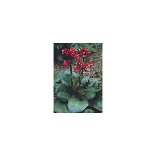 bergenia-cordifolia-winterglow 2
