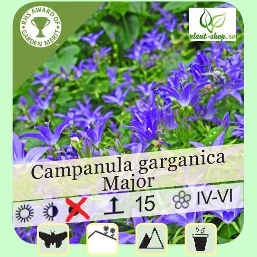 campanula-garganica-major