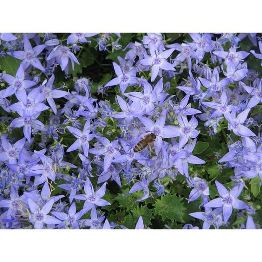 campanula-garganica-major (1)