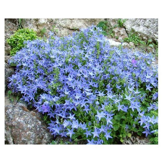 campanula-garganica-major (2)