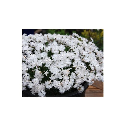 dianthus-arenarius