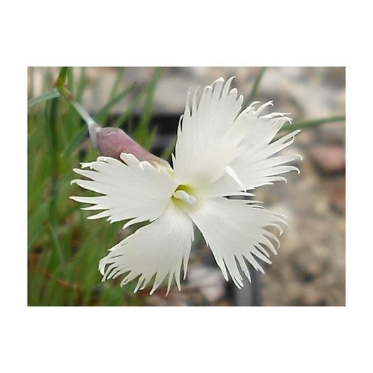 dianthus-arenarius (2)