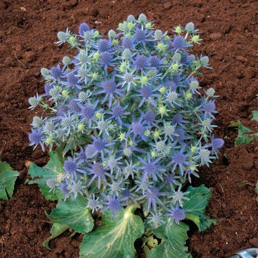 eryngium-planum-blue-hobbit