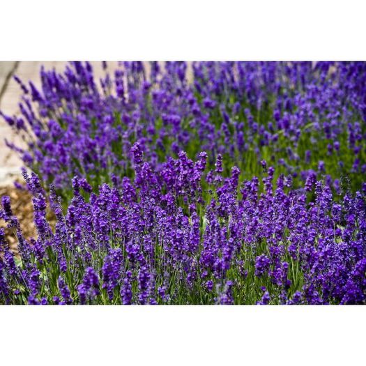 lavanda Lavance Purple