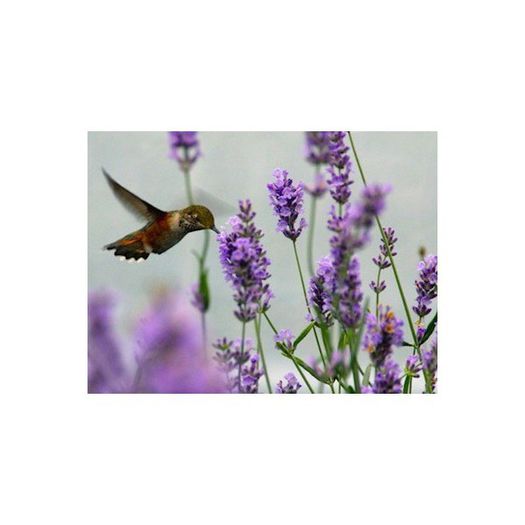 lavanda Lavance Purple (2)