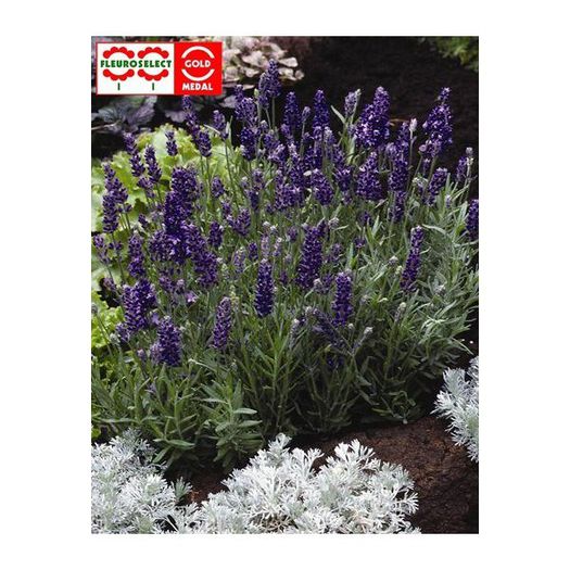 lavandula-angustifolia-ellagance-purple