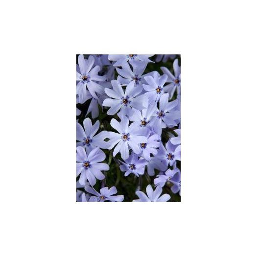 phlox-subulataearly-spring-blue - aa__achizitii 2013 plant-shop