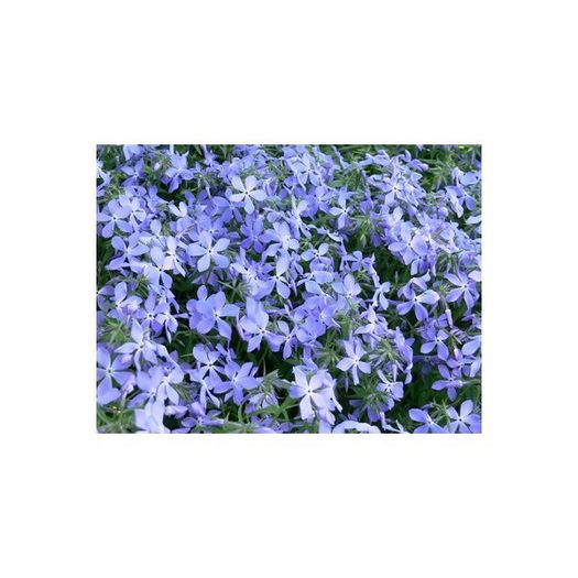 phlox-subulataearly-spring-blue (1) - aa__achizitii 2013 plant-shop