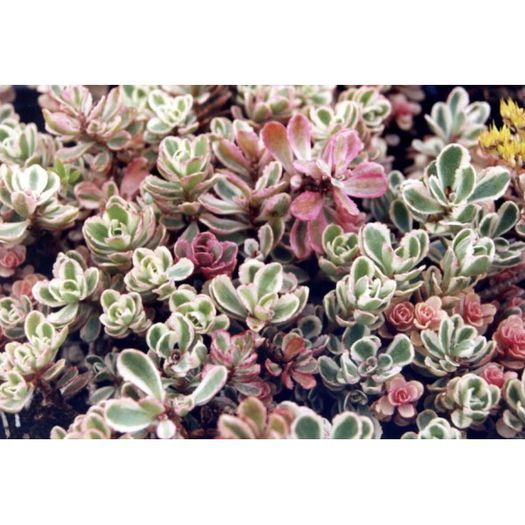 sedum-spurium-tricolor- (1)