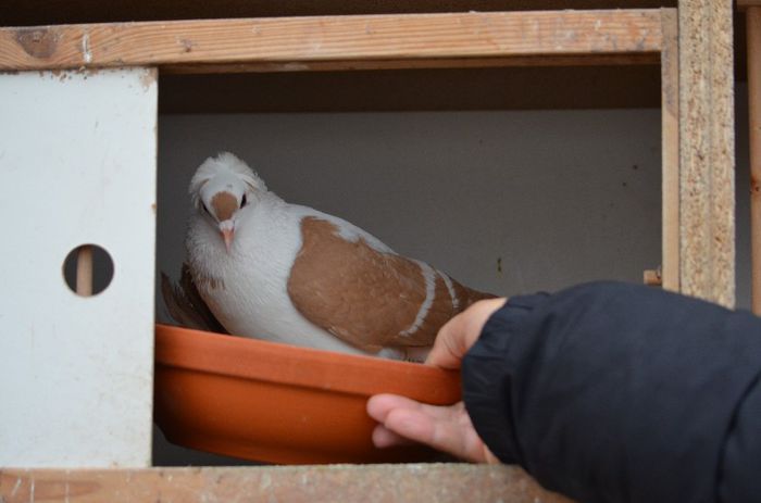 M nr 2; Randunica neinfricata
