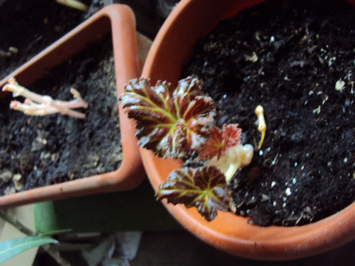 aduse in casa la inceput de februarie