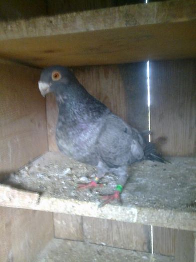 femela proaspat sosita din spania