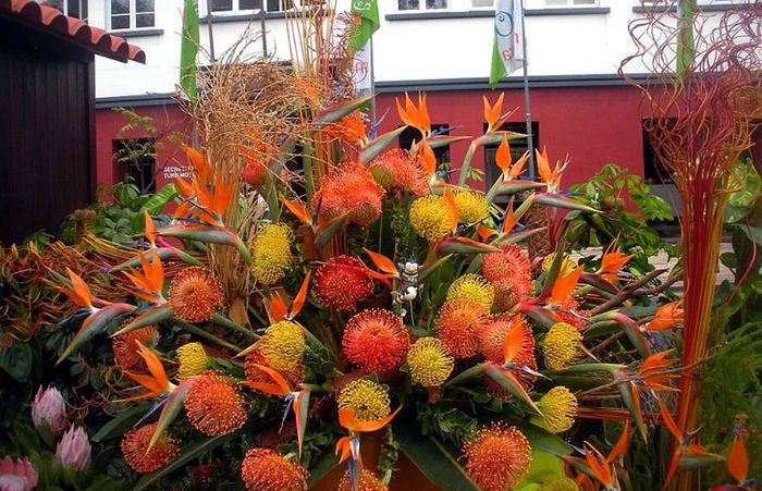 a - NATURA MOARTA-NATURA VIE