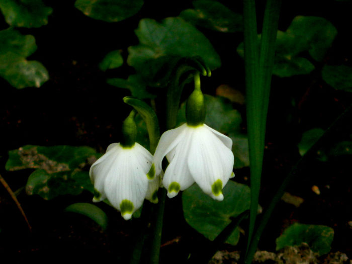 DSCN5353