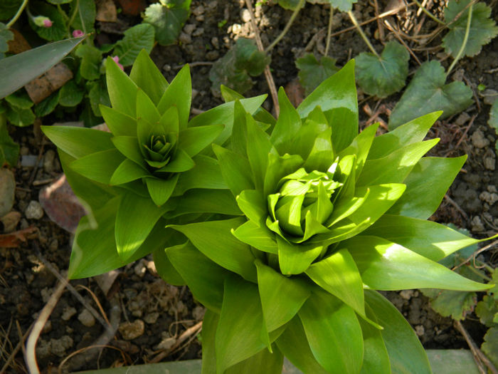 DSCN5401