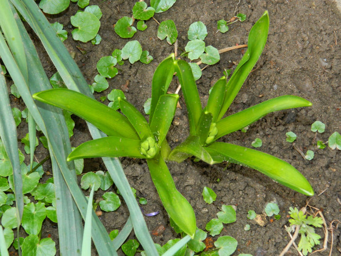 DSCN5439 - MARTIE 2013