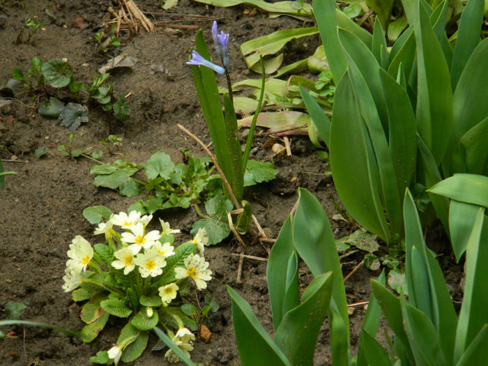 DSCN5449 - MARTIE 2013