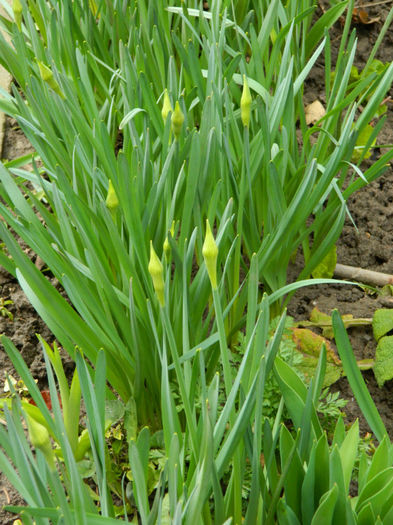 DSCN5506 - MARTIE 2013