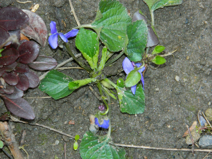 DSCN5513 - MARTIE 2013