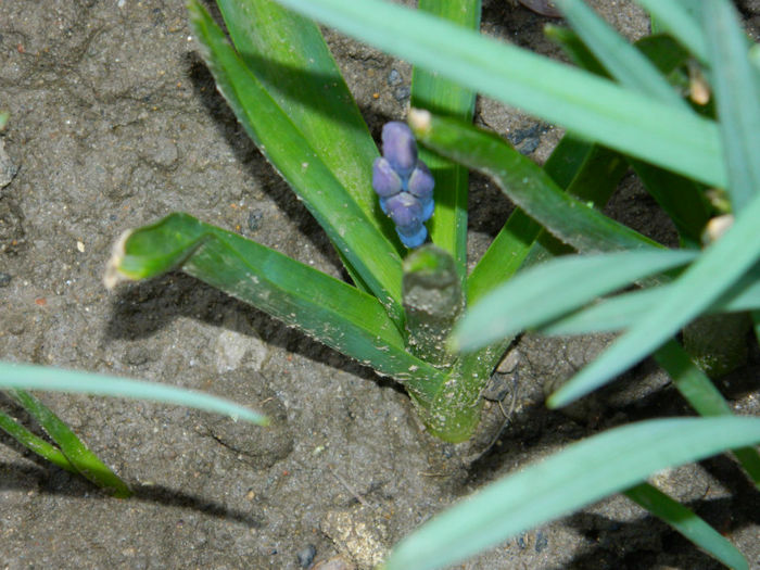 DSCN5514