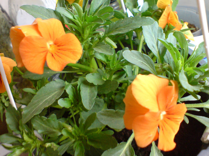 Panselute; Se pare ca florile oranj miros frumos, panselutele astea miros a miere
