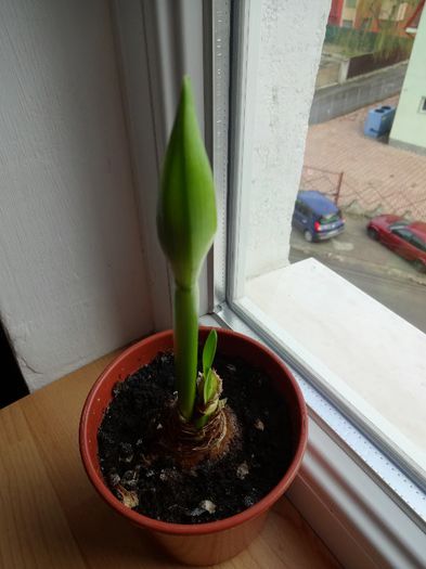 DSC01266 - Amaryllis