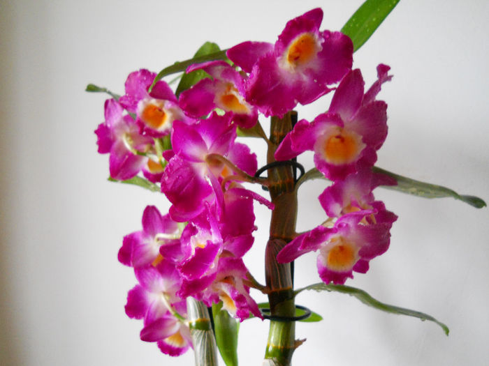 DSCN3446 - orhidee