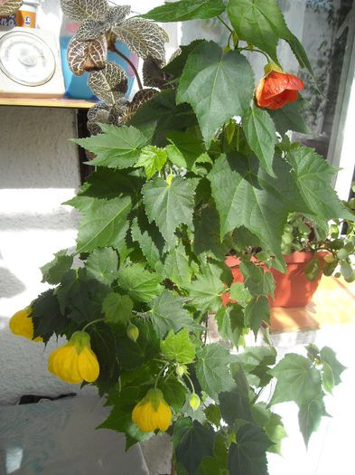 Abutilon bicolor :); Nu stiu din ce cauza, abutilonul galben a facut cativa boboci portocalii, dupa care a revenit la culoarea normala.
