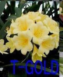 T Gold - CLIVIA