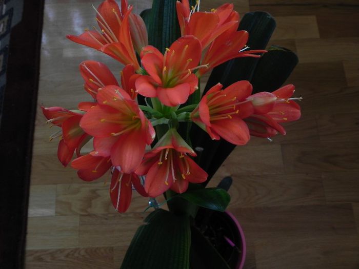 - CLIVIA