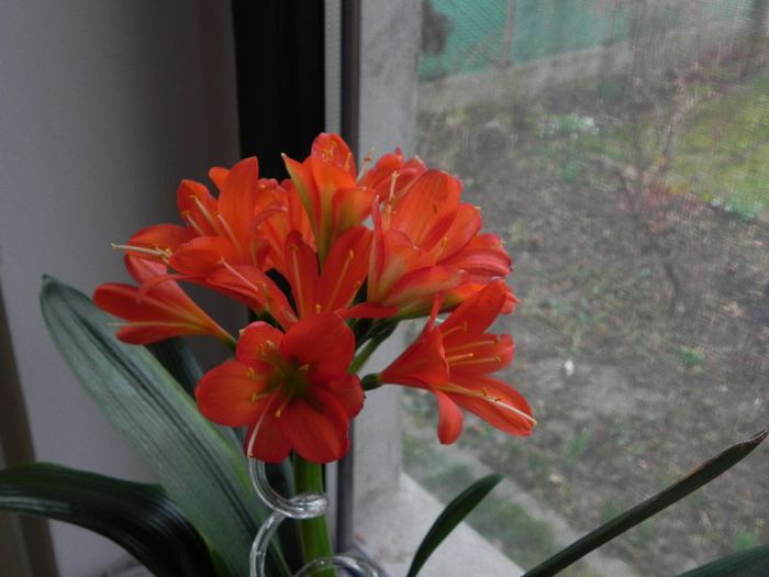  - Clivia Red Orange GT